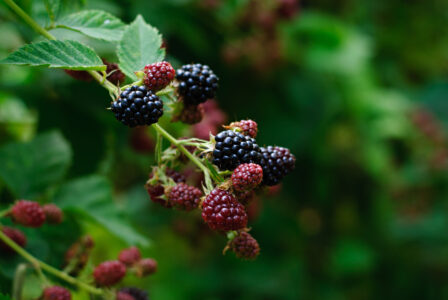 How To Prune Blackberries Video Image